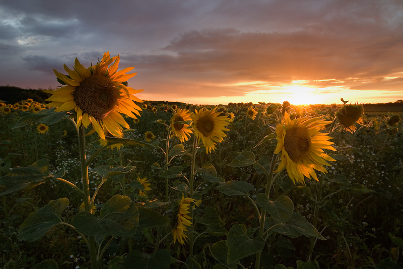 Sonnenblume