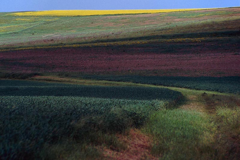 Buntes feld