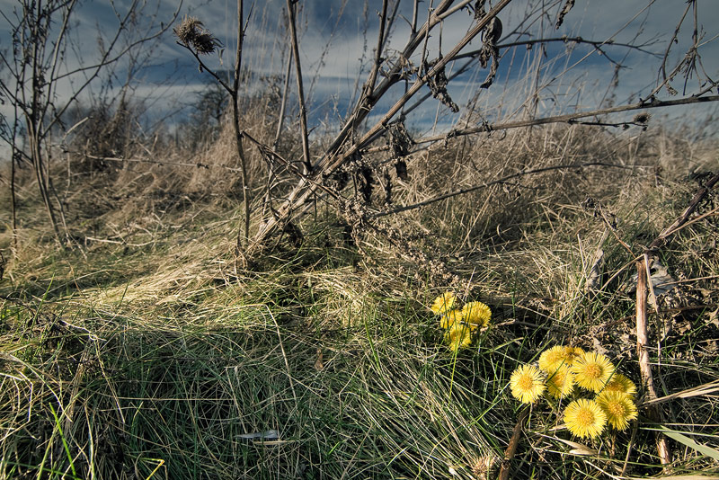 Tussilago