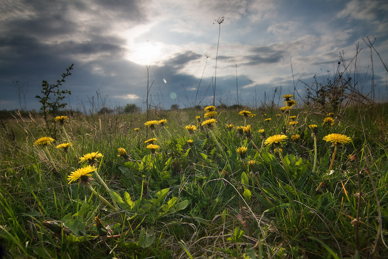 Taraxacum