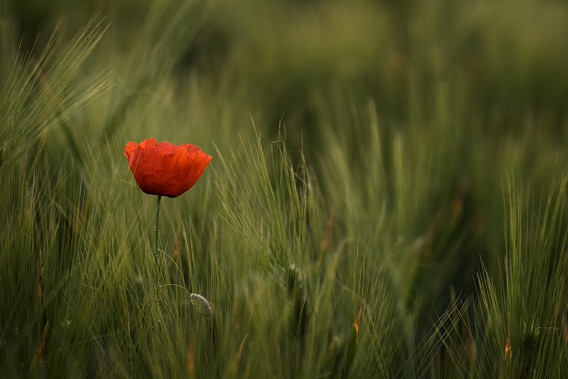 Poppy post