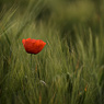 Poppy post