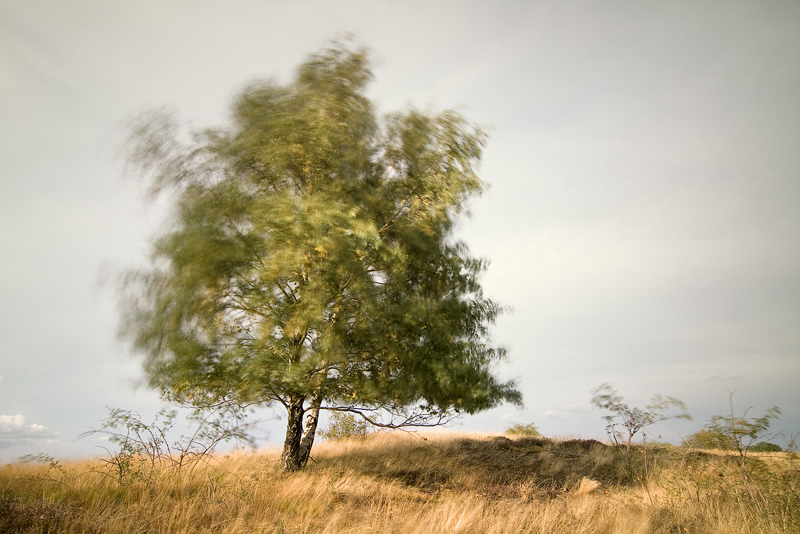 Birch Tree