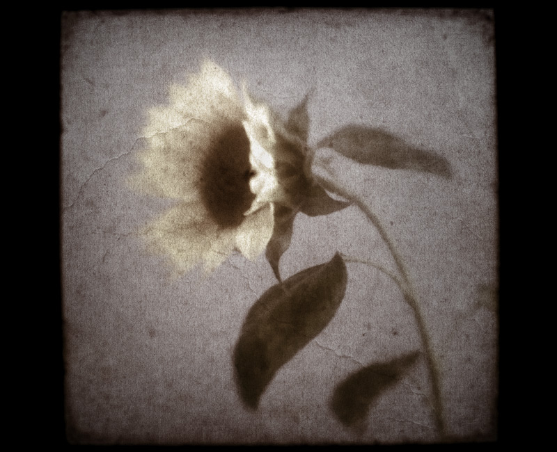 Sunflower_TTV