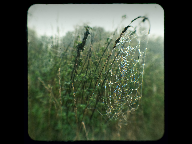 Cobweb