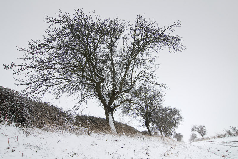 Apple Trees