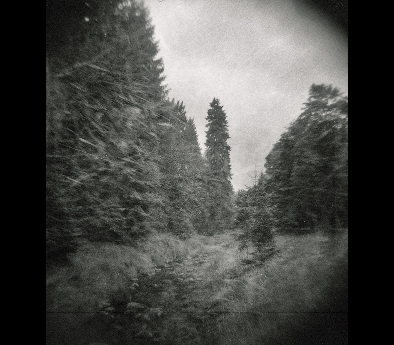 Holga im Wald