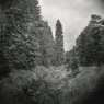 Holga im Wald