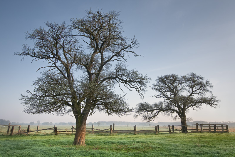 Meadows II