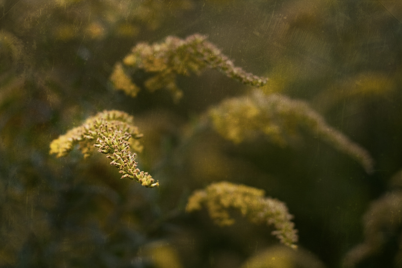 Goldenrod