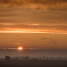 Sunrise with migratory birds