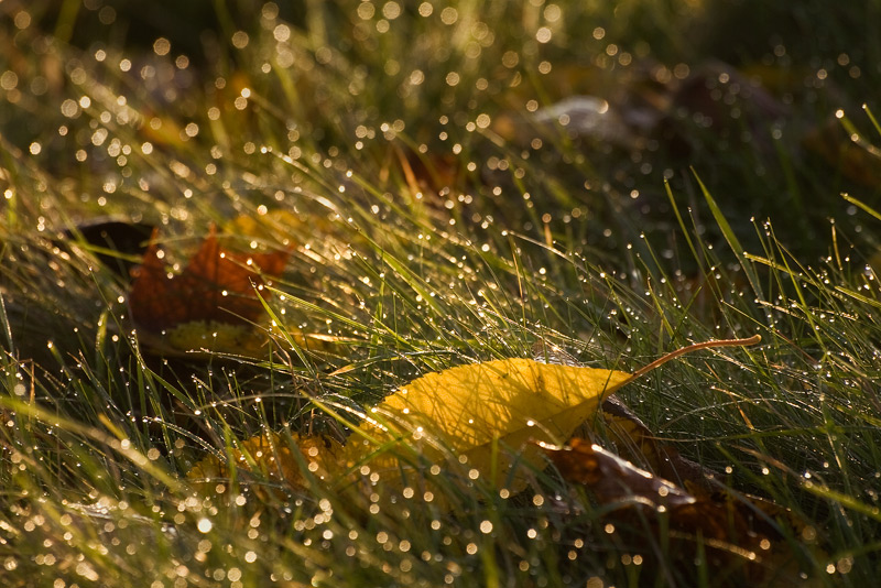 Autumn leaves on grass with dew