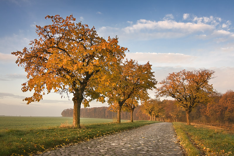 road with cobblestones and cherry trees with golden leaves