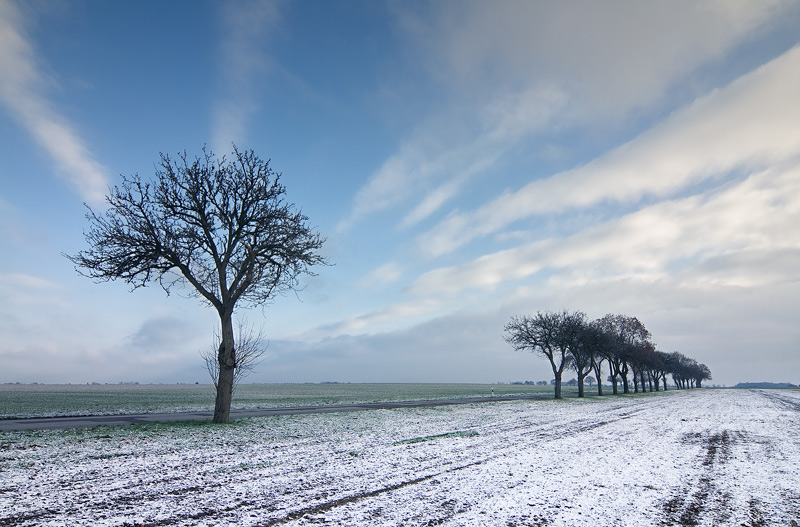 First snow allee road winter sky