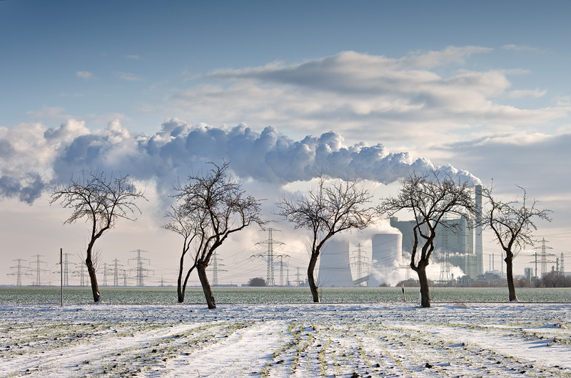 plant snow road trees winter feldauge