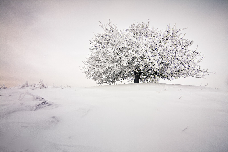 apple tree winter snow feldauge vignette