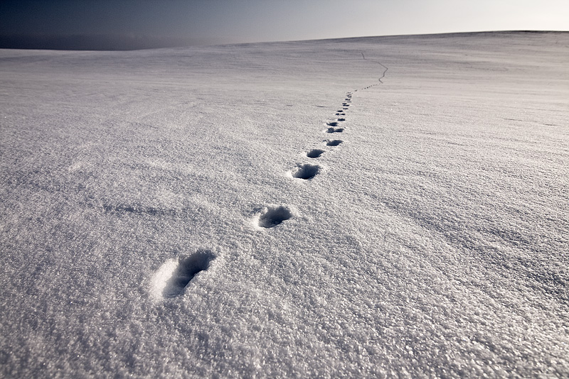 tracks snow winter plain feldauge döblitz