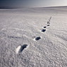 tracks snow winter plain feldauge döblitz
