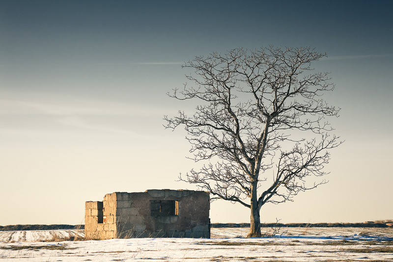 ruin tree löbejün winter snow feldauge