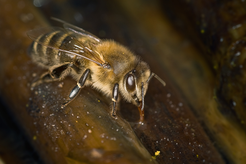bee water drinking colony bee-keeping feldauge