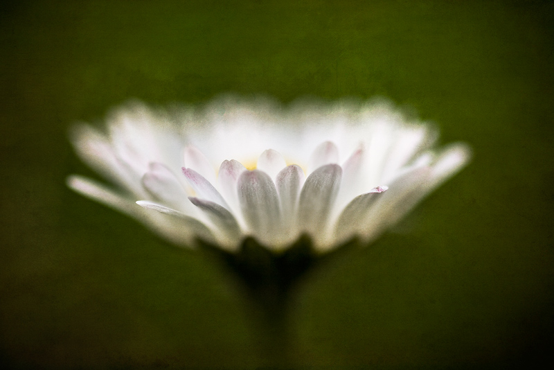 princess daisy flower macro feldauge spring