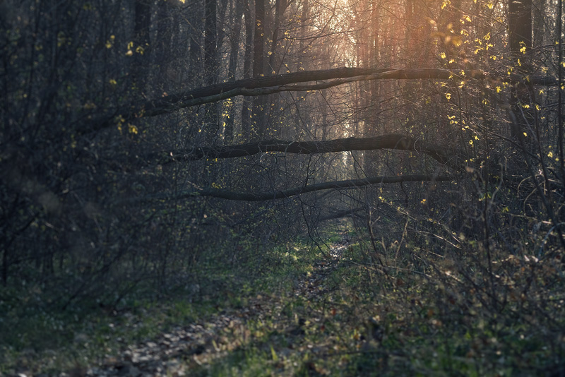 forest path trunks spring lense flare feldauge petersberg