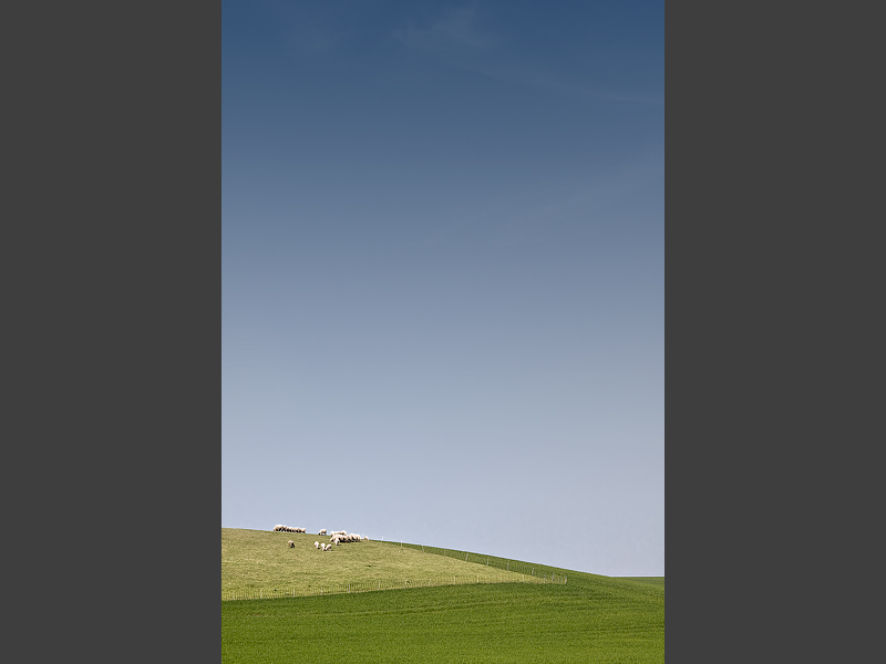sheep minimal blue sky feldauge seeben