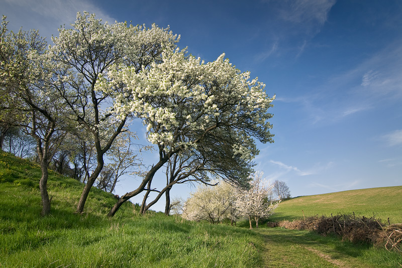 spring seeben halle feldauge flowers white blue sky rural