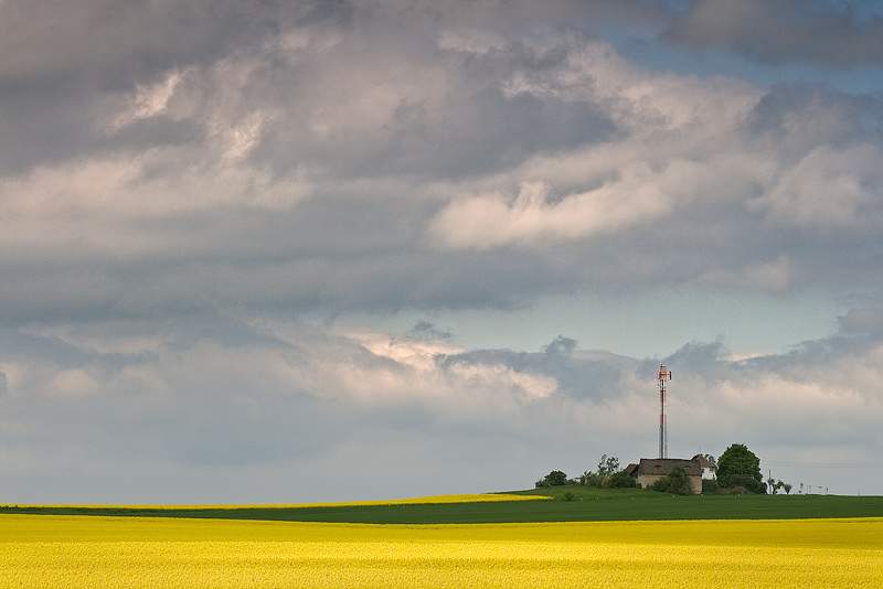 mare luteum raps canola yellow feldauge saalekreis