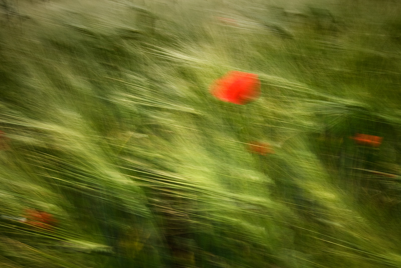 blurr poppy red green field feldauge