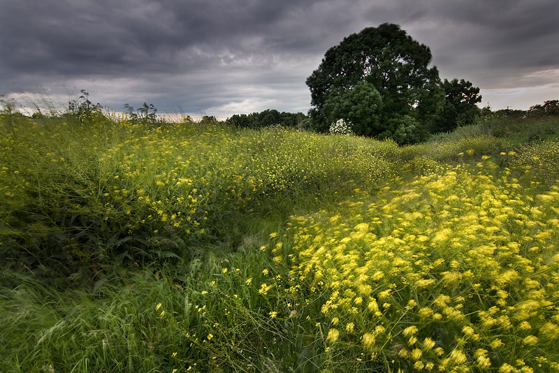 yellow flowers wind feldauge long exposure