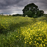 yellow flowers wind feldauge long exposure