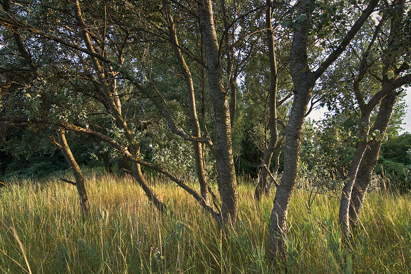 ostsee baltic sea trees evening light feldauge 