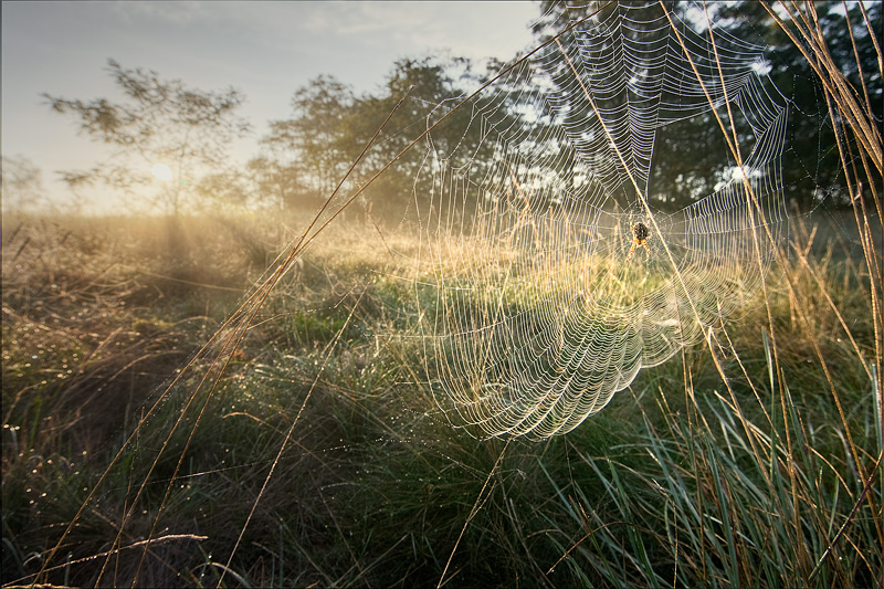 spider cobweb sun morning autumn feldauge gimritz