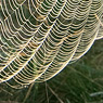 spider cobweb sun morning autumn feldauge gimritz