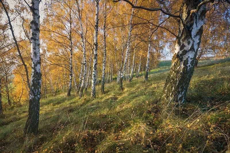 birch autumn inclination räthern feldauge saalekreis