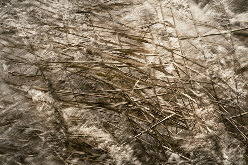 reed wind seeben autumn movement blur feldauge