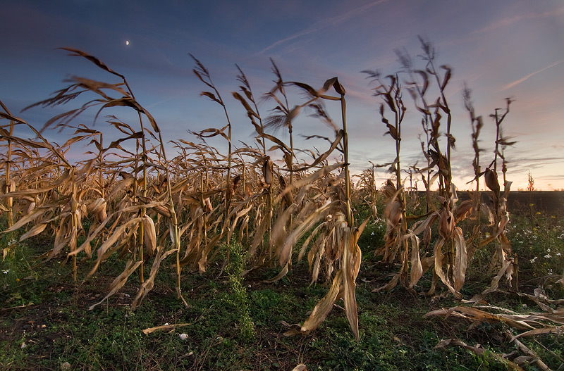 mais corn field rural feldauge dawn moon dalena