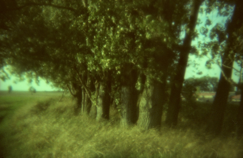 soft blur analogue feldauge domnitz trees