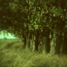 soft blur analogue feldauge domnitz trees