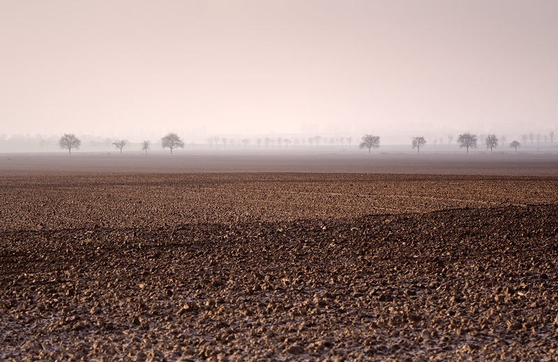 empty fields tree autumn feldauge domnitz saalekreis