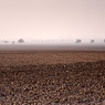 empty fields tree autumn feldauge domnitz saalekreis