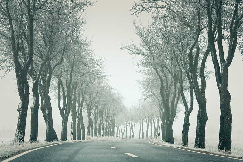 lettewitz trees feldauge misty cold hoarfrost winter alley