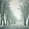 lettewitz trees feldauge misty cold hoarfrost winter alley