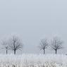 franzosensteinweg halle feldauge frost hoarfrost 