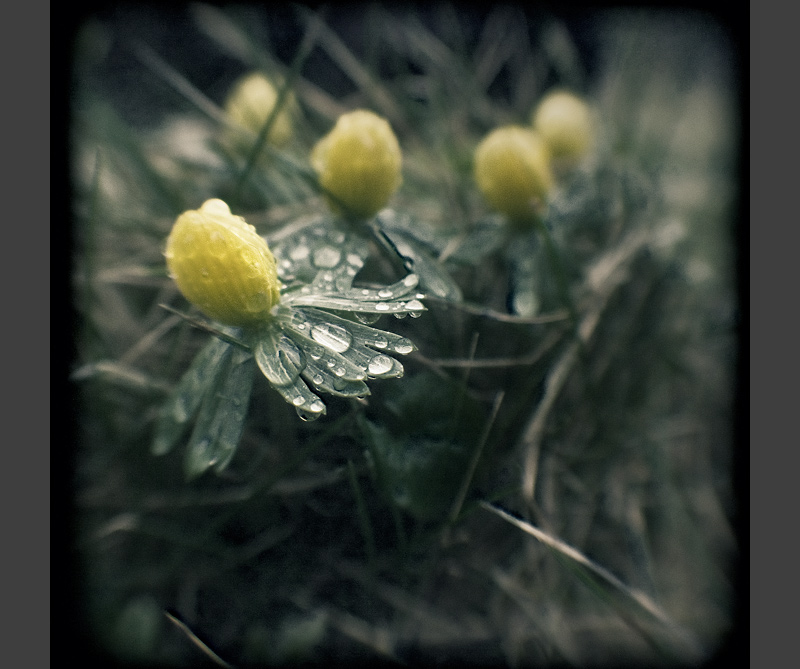 winterling spring ttv kodak_duaflex feldauge