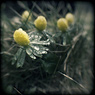 winterling spring ttv kodak_duaflex feldauge