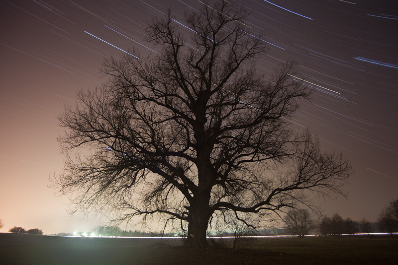 night star trails long exposure tree feldauge saalekreis light pollution