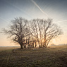 feldauge tree group field kütten morning sun sunrise saalekreis