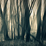 wackel trees wood forest cross blurred feldauge kütten